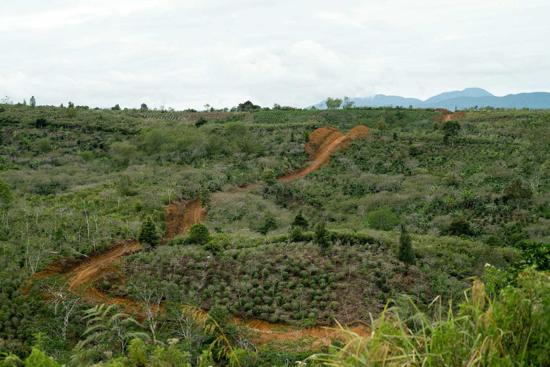 Indonesia Sumatra Asman Gayo